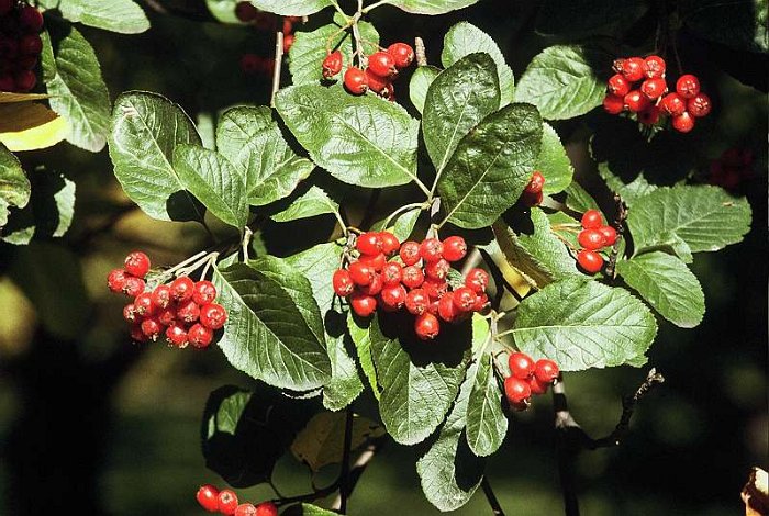 Sorbus chamaemespilus